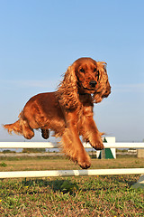 Image showing cocker spaniel in agility