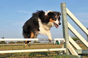 Image showing shetland in agility