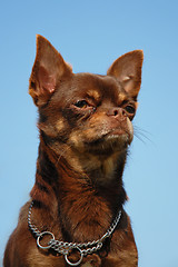 Image showing brown chihuahua