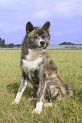 Image showing akita inu