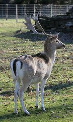 Image showing fallow deer stag