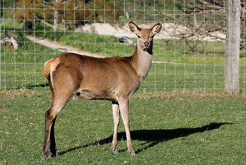 Image showing juvenile red deer