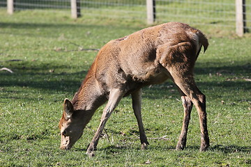 Image showing juvenile red deer grazing.