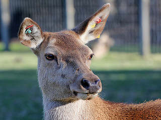 Image showing red deer with ear tags