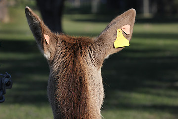 Image showing ear tags