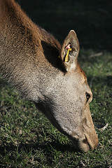 Image showing grazing