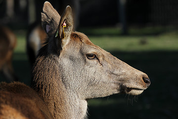 Image showing female red deer
