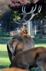 Image showing red deer stag