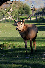 Image showing red deer stag