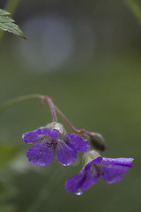 Image showing geranium sylvaticum