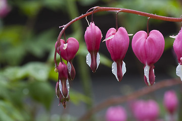 Image showing bleeding heart