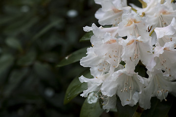 Image showing white rhododendron