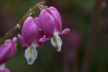 Image showing bleeding heart