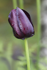Image showing dark tulip