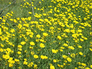 Image showing Lots of daisies