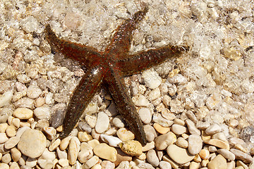 Image showing brown sea star sitting on pebbles beach