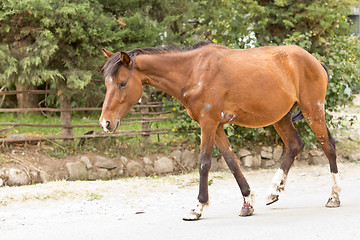 Image showing A wounded and tired horse