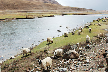 Image showing Landscape in Tibet