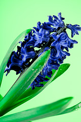 Image showing  blue hyacinth