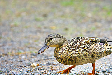 Image showing Wild female duck 