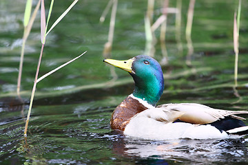 Image showing Forest pond and wild male duck