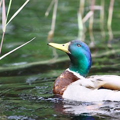 Image showing Forest pond and wild male duck