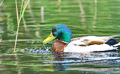 Image showing Forest pond and wild male duck