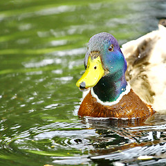 Image showing Forest pond and wild male duck