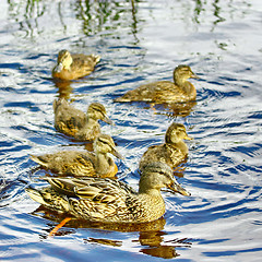 Image showing Forest pond and wild ducks