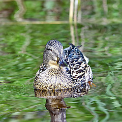 Image showing Forest pond and wild female duck