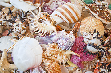 Image showing seashells