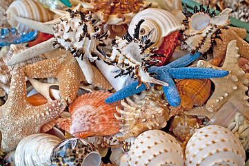 Image showing seashells and starfish