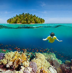 Image showing Corals, diver and palm island