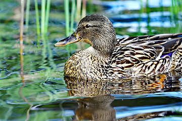 Image showing Forest pond and wild female duck