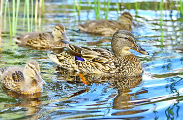 Image showing Forest pond and wild ducks