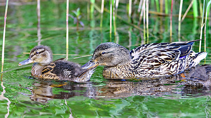 Image showing Forest pond and wild ducks