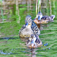 Image showing Forest pond and wild ducks