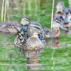 Image showing Forest pond and wild ducks