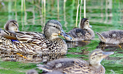 Image showing Forest pond and wild ducks