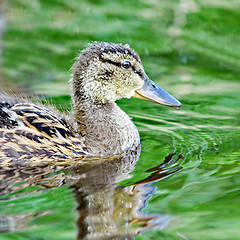 Image showing Forest pond and wild duckling