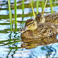 Image showing Forest pond and wild duckling