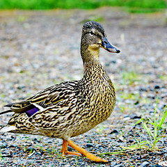 Image showing Wild female duck in the summer forest