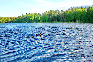 Image showing Forest pond and wild ducks