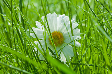 Image showing Chamomile close-up in the grass