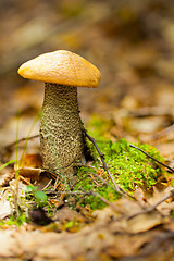 Image showing Mushroom in the forest