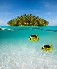 Image showing Palm island and underwater world