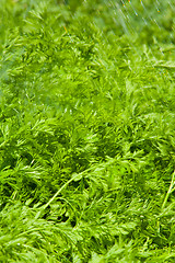 Image showing carrot leaves