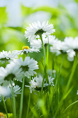 Image showing chamomile closeup from bellow