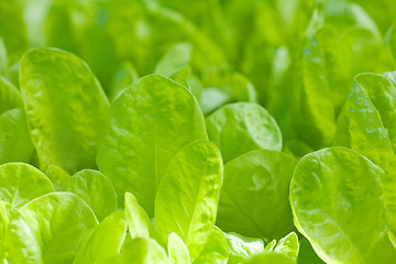 Image showing closeup of lettuce bed