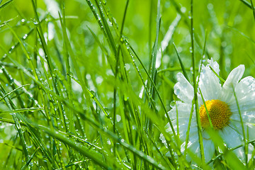 Image showing One chamomile in the grass